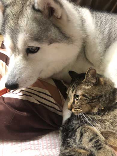 変な座り方 体育座り 猫 イサム ハマジ 表情 仲間 うちも