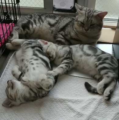 子守 寝かしつけ 猫 ピピ イクメン 育児 ナナ アメショ 子猫 赤ちゃん 子育て 家族