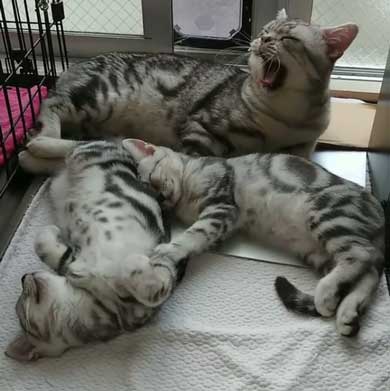 子守 寝かしつけ 猫 ピピ イクメン 育児 ナナ アメショ 子猫 赤ちゃん 子育て 家族