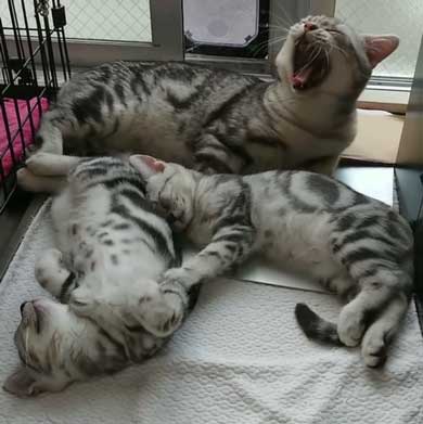 子守 寝かしつけ 猫 ピピ イクメン 育児 ナナ アメショ 子猫 赤ちゃん 子育て 家族