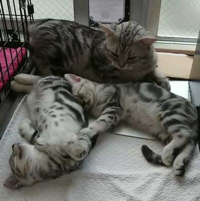 子守 寝かしつけ 猫 ピピ イクメン 育児 ナナ アメショ 子猫 赤ちゃん 子育て 家族