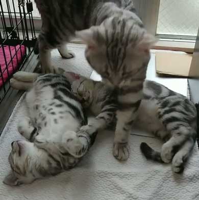 子守 寝かしつけ 猫 ピピ イクメン 育児 ナナ アメショ 子猫 赤ちゃん 子育て 家族