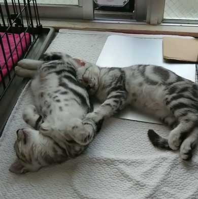 子守 寝かしつけ 猫 ピピ イクメン 育児 ナナ アメショ 子猫 赤ちゃん 子育て 家族