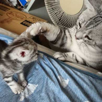 子守 寝かしつけ 猫 ピピ イクメン 育児 ナナ アメショ 子猫 赤ちゃん 子育て 家族