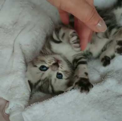 子守 寝かしつけ 猫 ピピ イクメン 育児 ナナ アメショ 子猫 赤ちゃん 子育て 家族