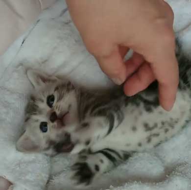 子守 寝かしつけ 猫 ピピ イクメン 育児 ナナ アメショ 子猫 赤ちゃん 子育て 家族