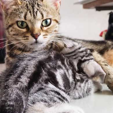 子守 寝かしつけ 猫 ピピ イクメン 育児 ナナ アメショ 子猫 赤ちゃん 子育て 家族