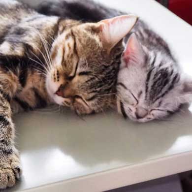 子守 寝かしつけ 猫 ピピ イクメン 育児 ナナ アメショ 子猫 赤ちゃん 子育て 家族