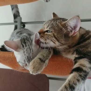 子守 寝かしつけ 猫 ピピ イクメン 育児 ナナ アメショ 子猫 赤ちゃん 子育て 家族