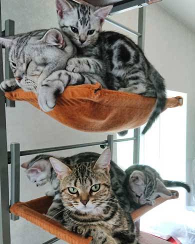 子守 寝かしつけ 猫 ピピ イクメン 育児 ナナ アメショ 子猫 赤ちゃん 子育て 家族