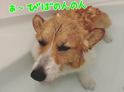 犬