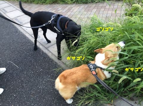 犬