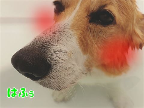 犬