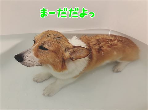 犬