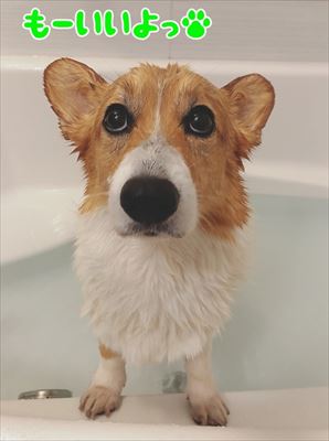 犬