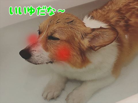 犬