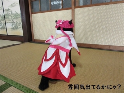 親指姫のコスプレをする猫ちゃん