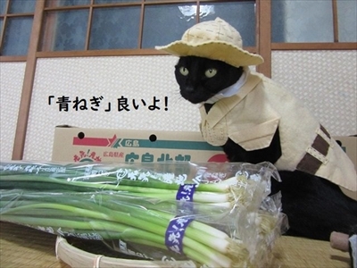 親指姫のコスプレをする猫ちゃん