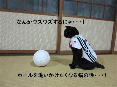 親指姫のコスプレをする猫ちゃん