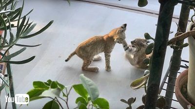 ボブキャット