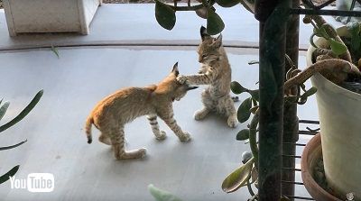 ボブキャット