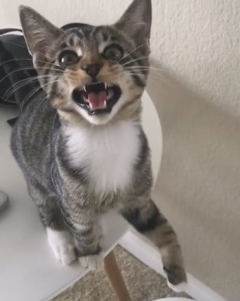 声がかわいいネコちゃん