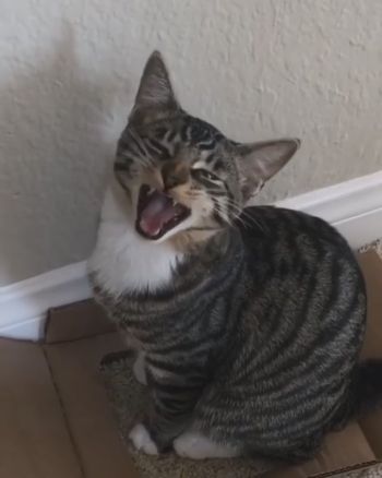 声がかわいいネコちゃん