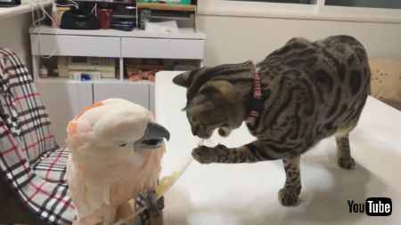 鳥さんの羽に夢中なネコちゃん