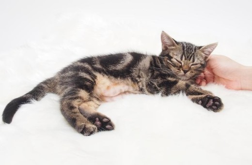 ペット手帳 猫ちゃん 綿棒 耳掃除