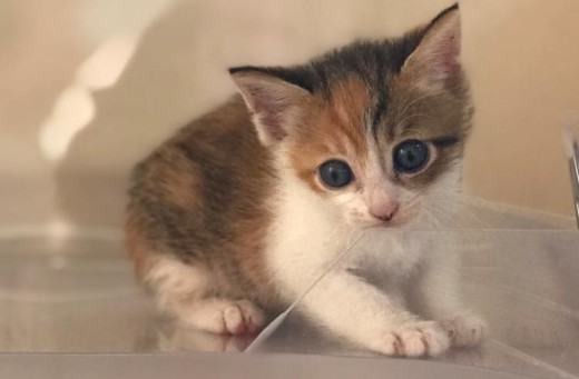 ペット手帳 猫ちゃん 綿棒 耳掃除