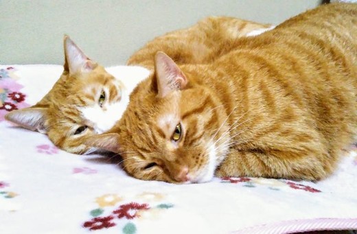 ペット手帳 猫ちゃん 綿棒 耳掃除