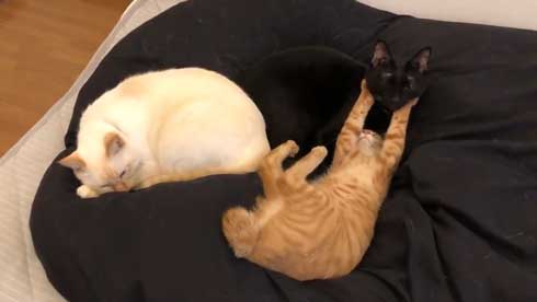 猫 3匹 寝方 寝姿 変 格好 バンザイ ホールド 首 同化 黒猫 イチ そら あめ 兄弟 仲良し 家族