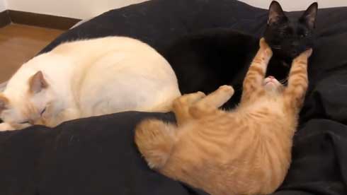 猫 3匹 寝方 寝姿 変 格好 バンザイ ホールド 首 同化 黒猫 イチ そら あめ 兄弟 仲良し 家族