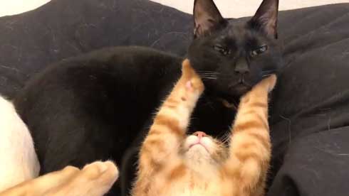 猫 3匹 寝方 寝姿 変 格好 バンザイ ホールド 首 同化 黒猫 イチ そら あめ 兄弟 仲良し 家族