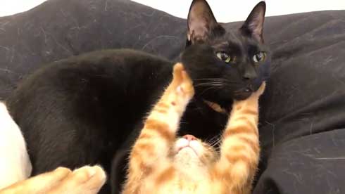 猫 3匹 寝方 寝姿 変 格好 バンザイ ホールド 首 同化 黒猫 イチ そら あめ 兄弟 仲良し 家族