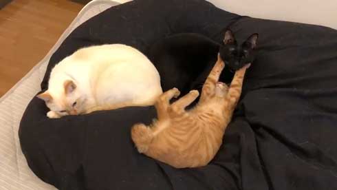 猫 3匹 寝方 寝姿 変 格好 バンザイ ホールド 首 同化 黒猫 イチ そら あめ 兄弟 仲良し 家族