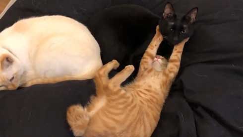 猫 3匹 寝方 寝姿 変 格好 バンザイ ホールド 首 同化 黒猫 イチ そら あめ 兄弟 仲良し 家族