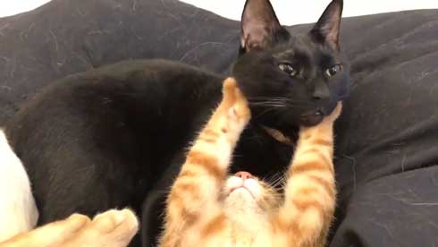 猫 3匹 寝方 寝姿 変 格好 バンザイ ホールド 首 同化 黒猫 イチ そら あめ 兄弟 仲良し 家族