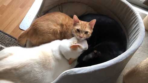 猫 3匹 寝方 寝姿 変 格好 バンザイ ホールド 首 同化 黒猫 イチ そら あめ 兄弟 仲良し 家族