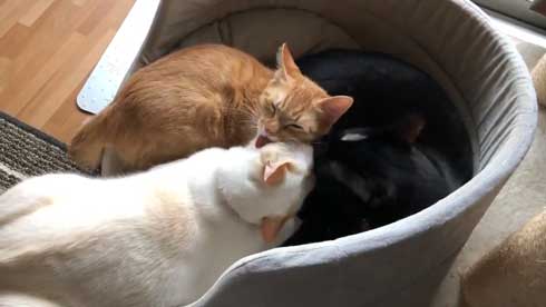 猫 3匹 寝方 寝姿 変 格好 バンザイ ホールド 首 同化 黒猫 イチ そら あめ 兄弟 仲良し 家族