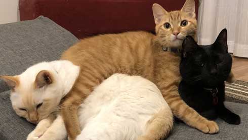 猫 3匹 寝方 寝姿 変 格好 バンザイ ホールド 首 同化 黒猫 イチ そら あめ 兄弟 仲良し 家族