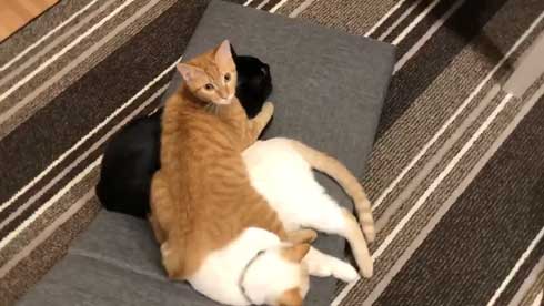 猫 3匹 寝方 寝姿 変 格好 バンザイ ホールド 首 同化 黒猫 イチ そら あめ 兄弟 仲良し 家族