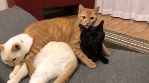 猫 3匹 寝方 寝姿 変 格好 バンザイ ホールド 首 同化 黒猫 イチ そら あめ 兄弟 仲良し 家族