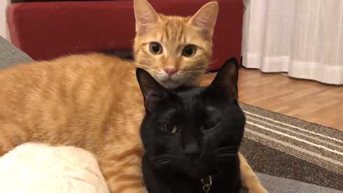 猫 3匹 寝方 寝姿 変 格好 バンザイ ホールド 首 同化 黒猫 イチ そら あめ 兄弟 仲良し 家族