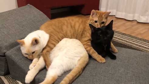 猫 3匹 寝方 寝姿 変 格好 バンザイ ホールド 首 同化 黒猫 イチ そら あめ 兄弟 仲良し 家族