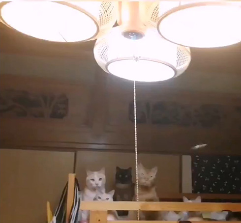 花＠惑星いちじくさん