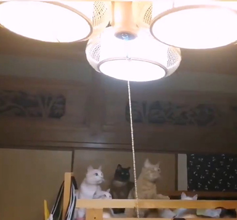 花＠惑星いちじくさん