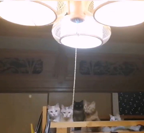 花＠惑星いちじくさん