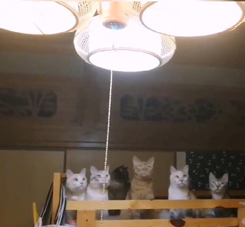 花＠惑星いちじくさん