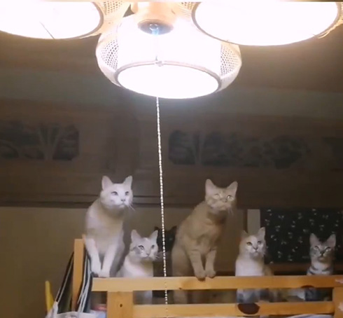 花＠惑星いちじくさん